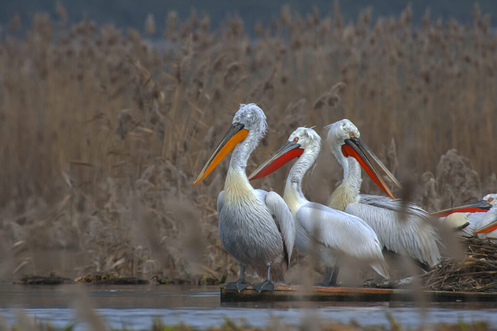 Three Dalmatian pelicans sitting on a nesting platform.