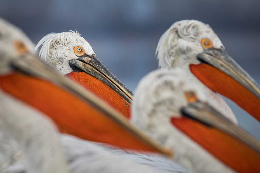 Four Dalmatian pelicans close-up
