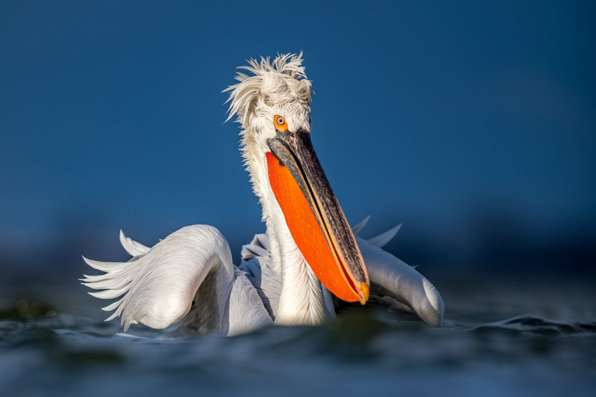 Dalmatian pelican sitting on the water