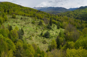 Extensive native woodland at the bison reintroduction site in Armeni?. Southern Carpathians, Romania.
