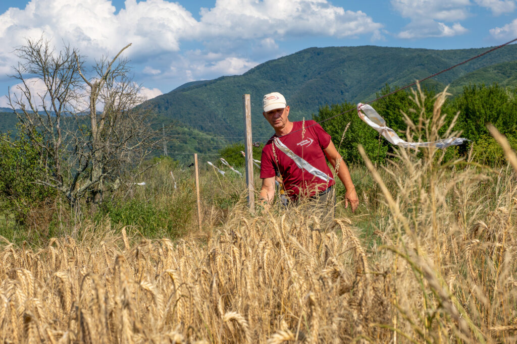 Rewilding Romania ranger, Ioan Simescu, checks an electric fence for the protection of crops against bison. Southern Carpathians, Romania.