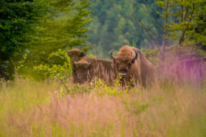 Bison herd