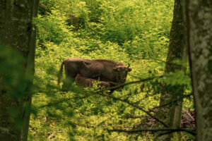 Bison calf feeding