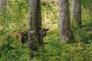 Bison calf in the forest