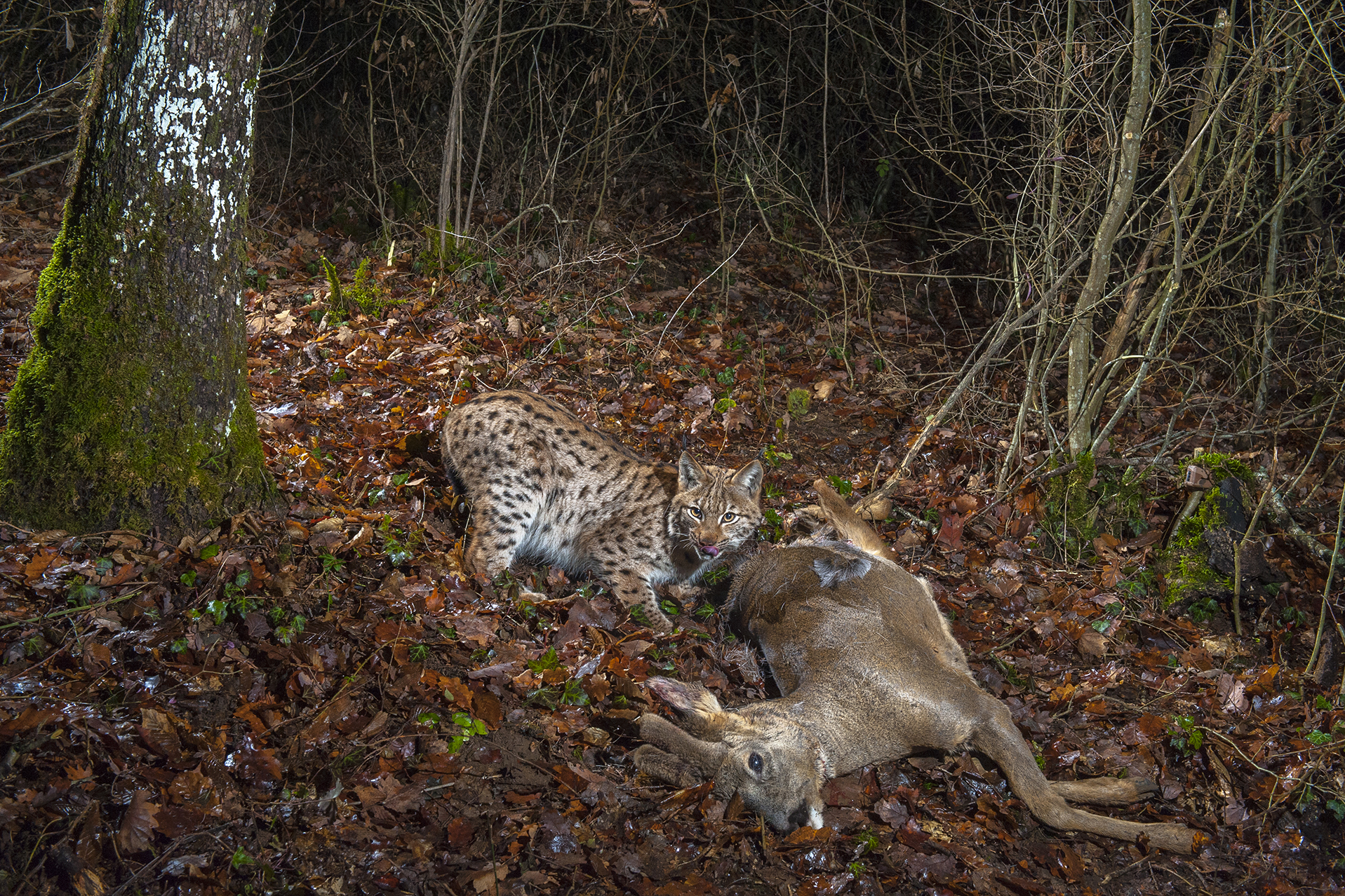 Wild Eurasian lynx (Lynx lynx) with Roe deer (Capreolus capreolus) kill in woodland. Jura Mountains, Switzerland, January. Contact us to download file – minimum fees apply.