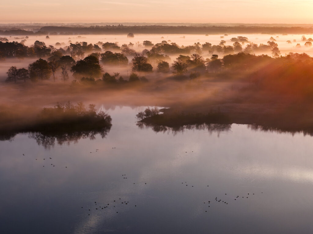 Aerial view of Greylag geese (Anser anser) flock on a wetland pool surrounded by heathland and scattered Oak trees (Quercus sp.) in early morning mist. Kampina nature reserve, Oisterwijk, North Brabant, Netherlands. November.