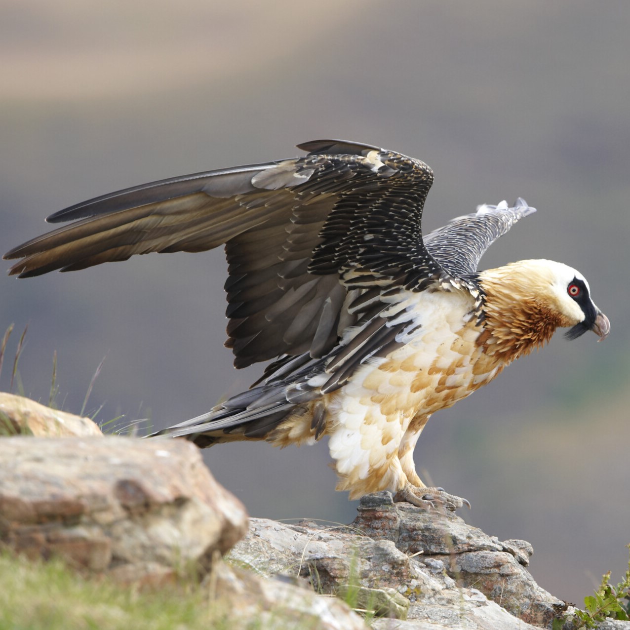 bearded vulture