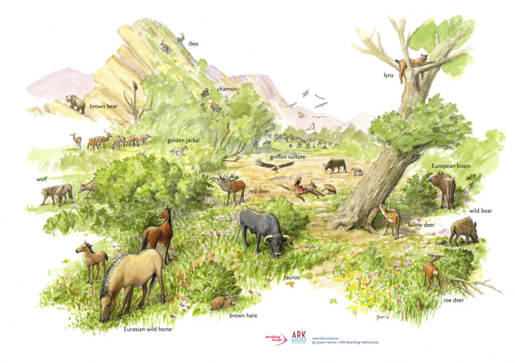illustration by Jeroen Helmer/ Ark Rewilding Netherlands