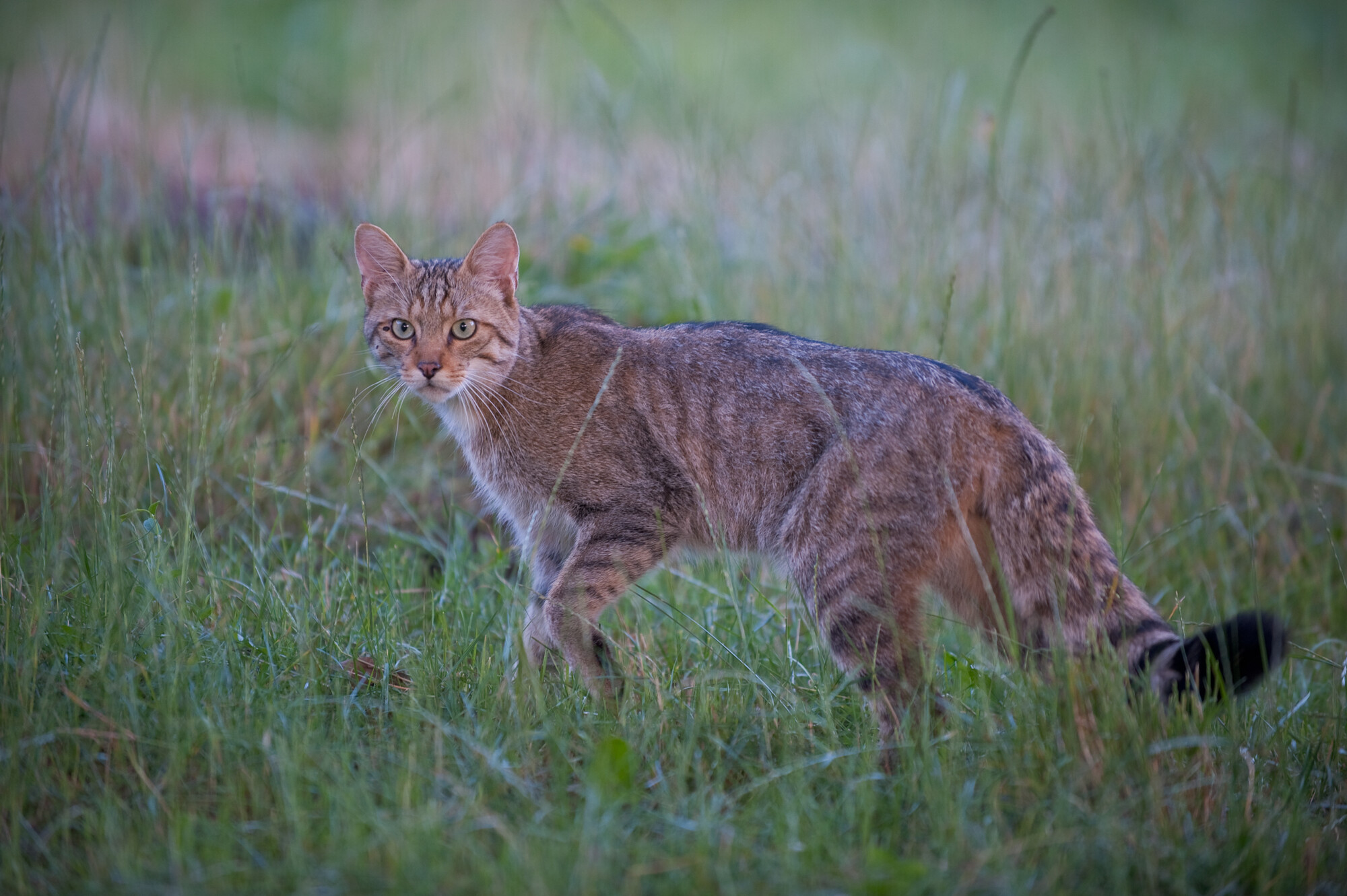 European wildcat (Felis silvestris) in a clearing at Codrii forest, Moldova