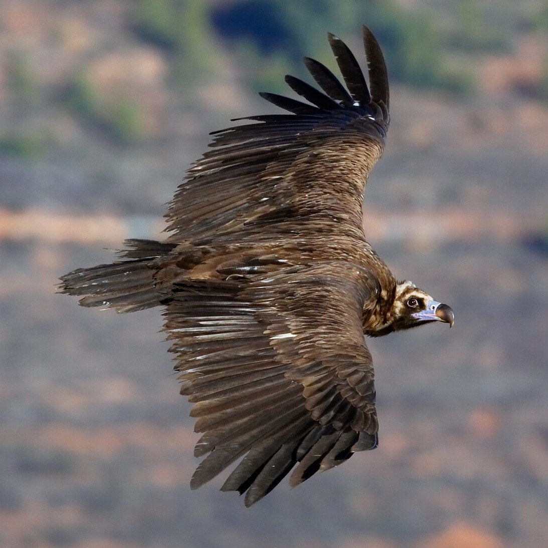 cinereous vulture