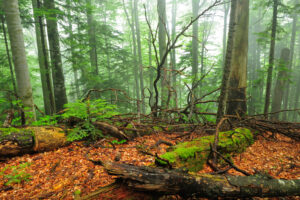 Carpathian Mountains, Romania