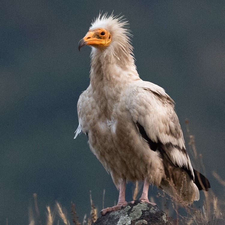 Egyptian vulture