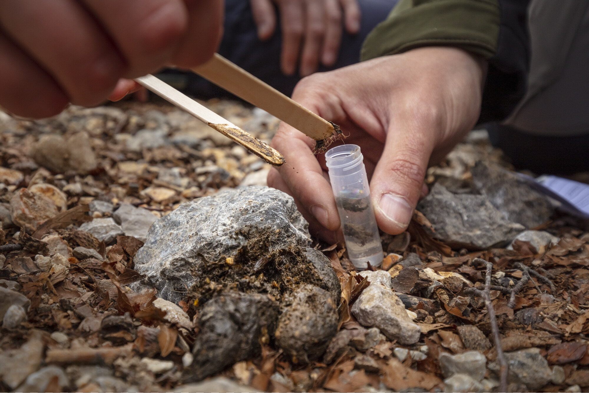 Rewilding Velebit staff take a sample of lynx scat found in the Velebit Mountains.