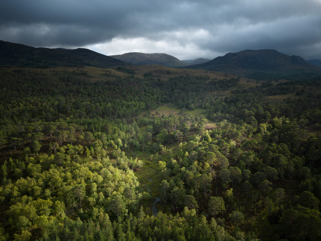 The canopy of the Caledonian Forest at Glen Affric, Affric Highlands.