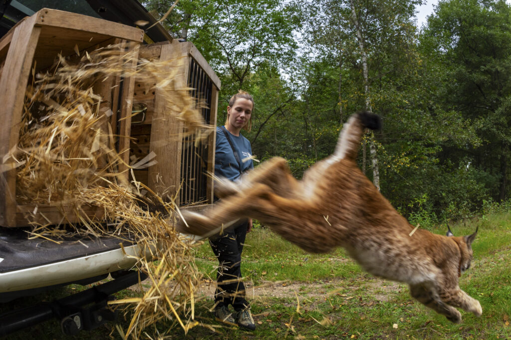A Eurasian lynx is released from a crate by Wildlife Comeback Officer Wiebke Brenner in Poland.