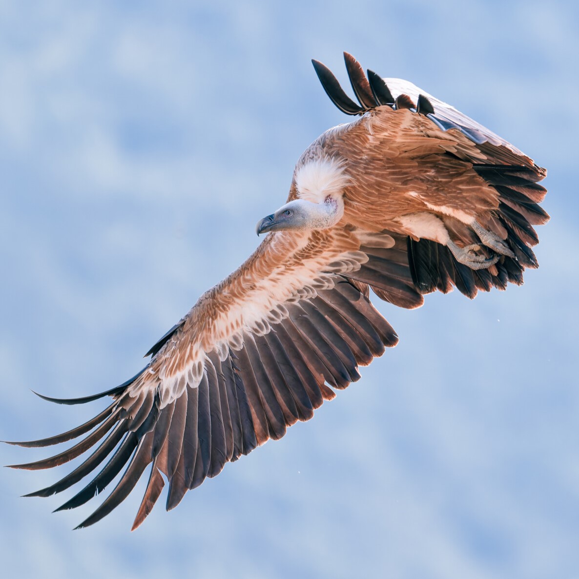 griffon vulture