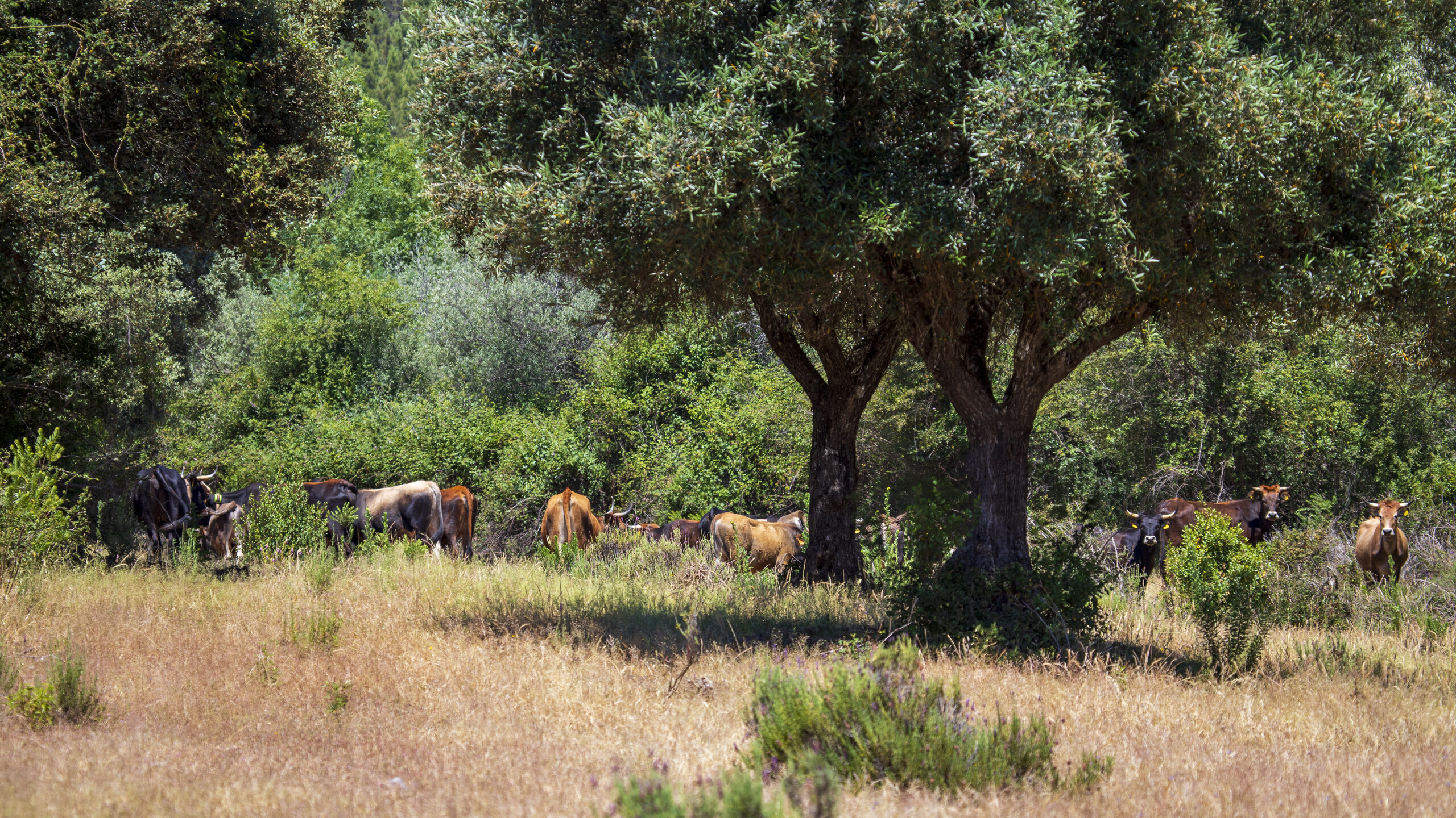 Tauros herd at Vale Feitoso rewilding site in the Greater Côa Valley (during field visit ERN-EYR event, May 2024)