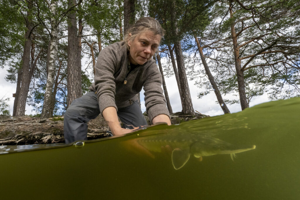 Linnéa Jägrud releases an Atlantic sturgeon as part of a reintroduction project in Sweden.