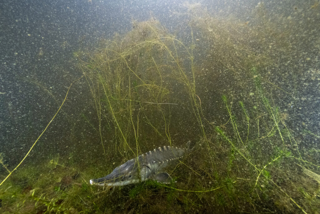 Atlantic sturgeon after being reintroduced to the Gota river, Sweden.