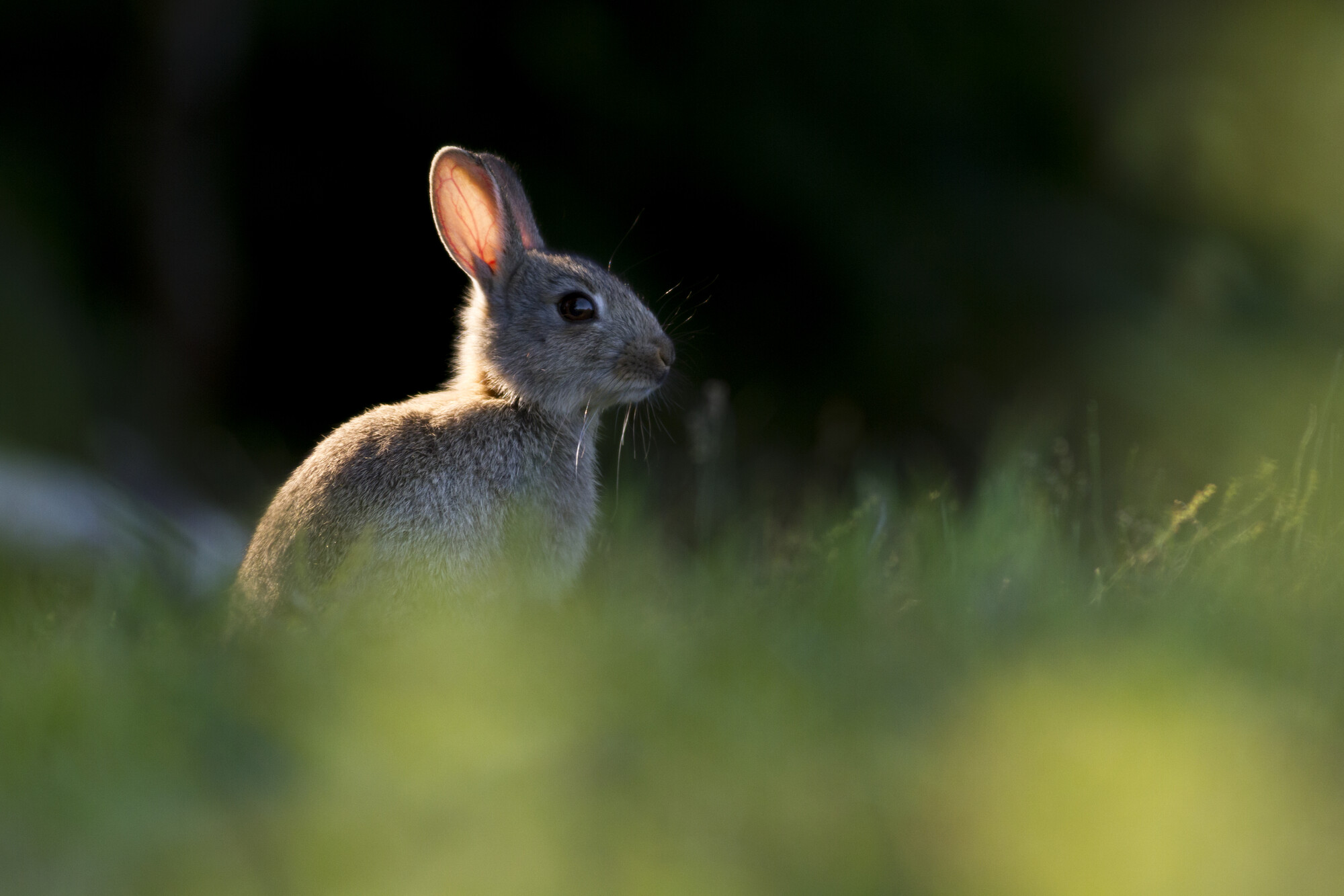 European rabbit (Oryctolagus cuniculus) in grassland habitat. Bedfordshire, England.