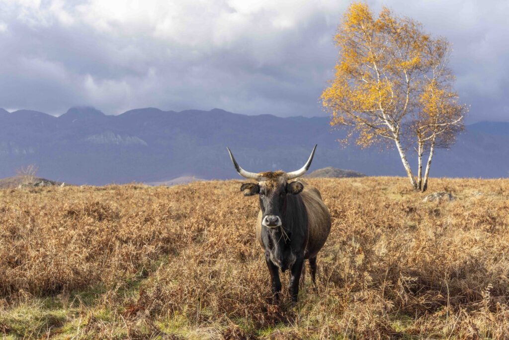 Tauros cow on the Lika Plains, Croatia.
