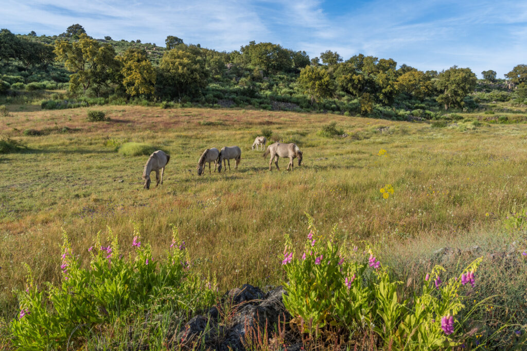 Natural Grazing of the Sorraia horses herd in Ermo das Águias.