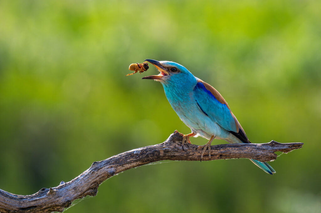 A European roller eating it's invertebrate prey. Ultima Frontiera, Romania.
