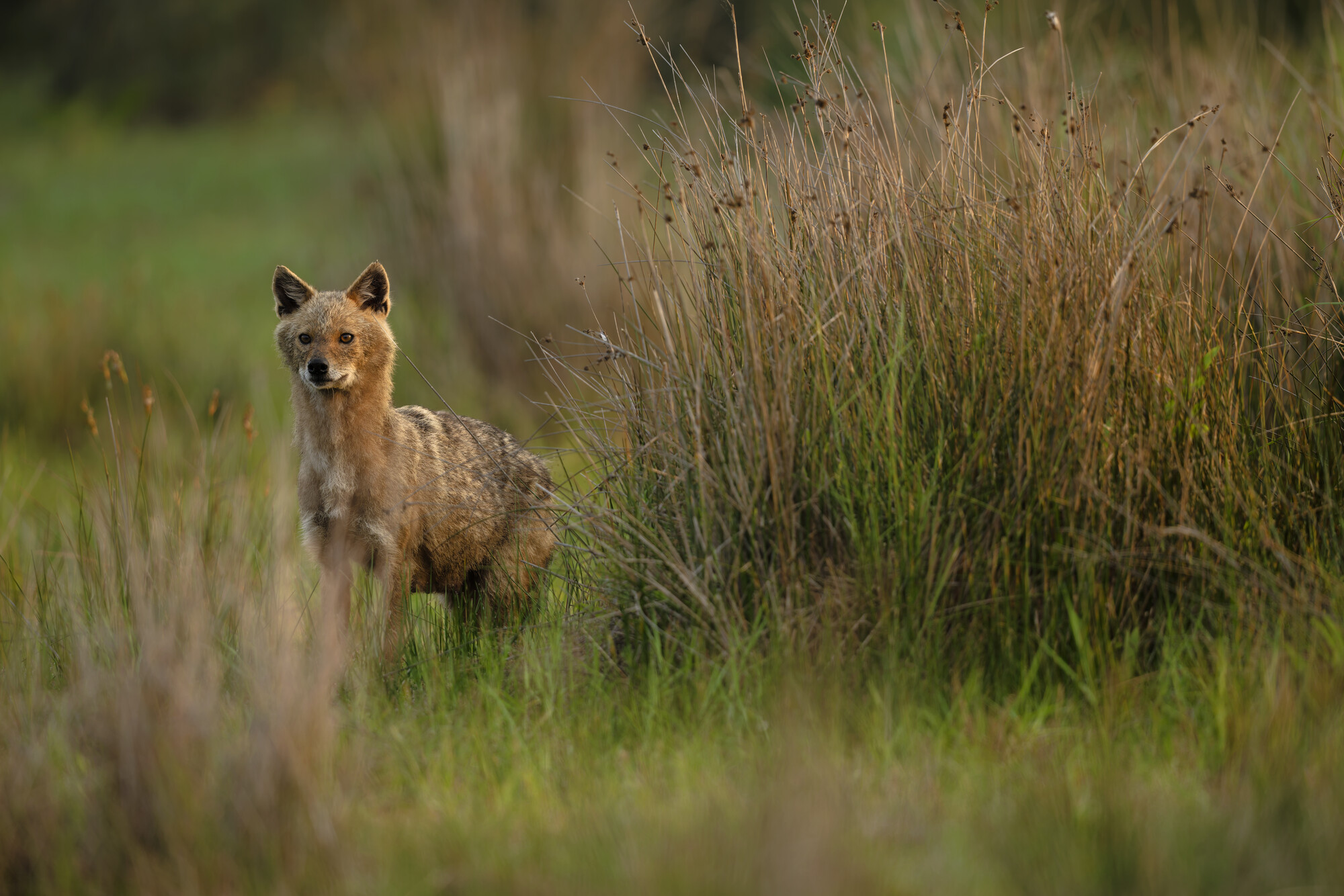 A golden jackal in grassland at Ultima Frontiera, Romania.