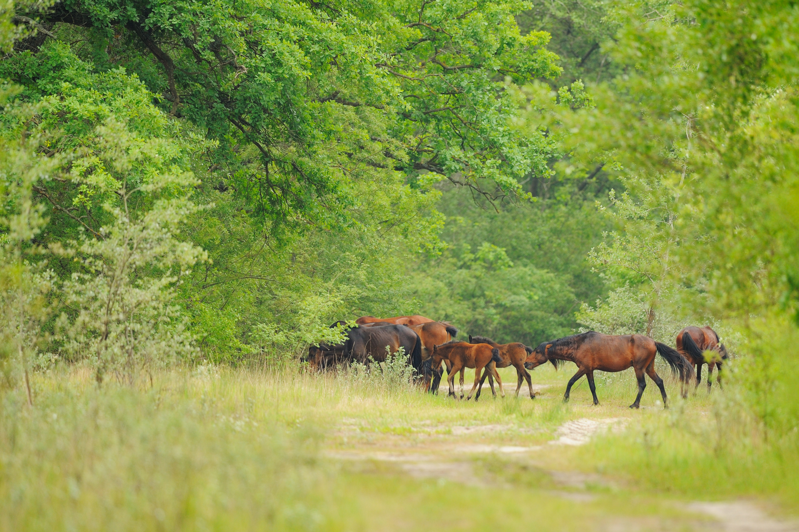 Wild horses from ancient race, Letea forest, Strictly protected nature reserve, Danube delta rewilding area, Romania