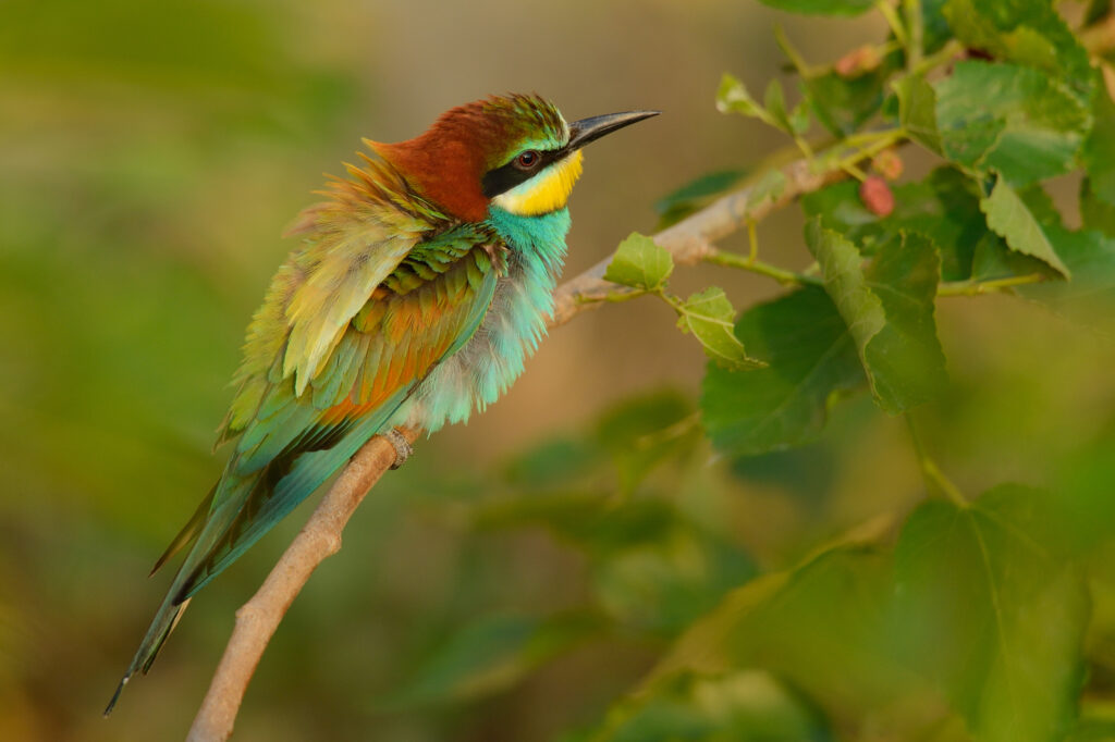 European bee-eater, Merops apiaster, at breeding site, Danube delta rewilding area, Romania