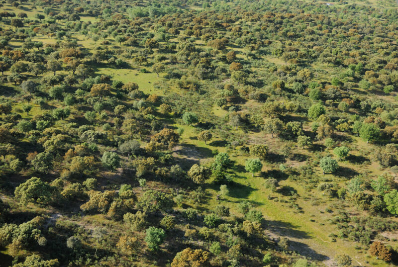 Aerial image.Dehesa forest, Salamanca Region, Castilla y León, Spain