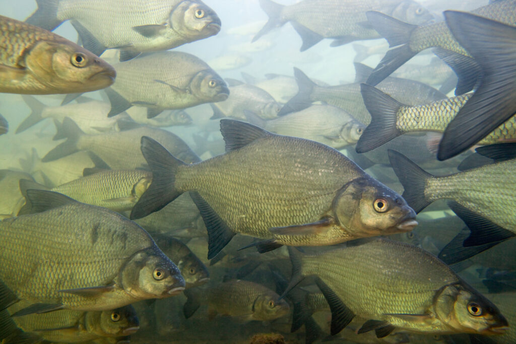 Bream (Abramis brama) and Chub (Squalius cephalus).In dense school, during winter, in calm part of the Rhine river, Schaffhausen, Switzerland.Brachsmen (Abramis brama) und Alet oder Döbel (Squalius cephalus).In dichtem Schwarm während des Winters, in ruhigem Nebenarm des Rheins, Schaffhausen, Schweiz.Brème franche (Abramis brama) et Chevaine (Squalius cephalus).En groupe dense, pendant l'hiver, dans partie calme du Rhin, Schaffhouse, Suisse.18-02-2009