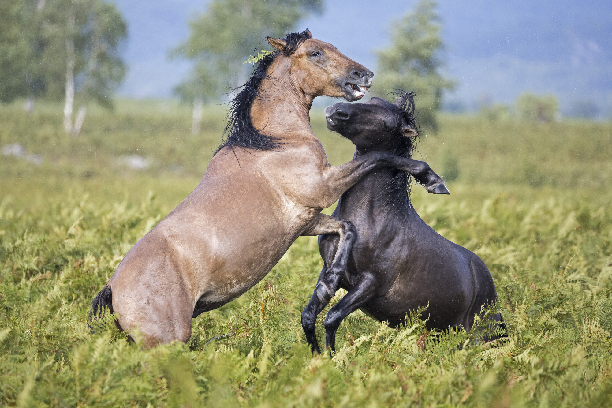 A pair of stallions fight on the Lika Plains in the Velebit Mountains rewilding landscape.