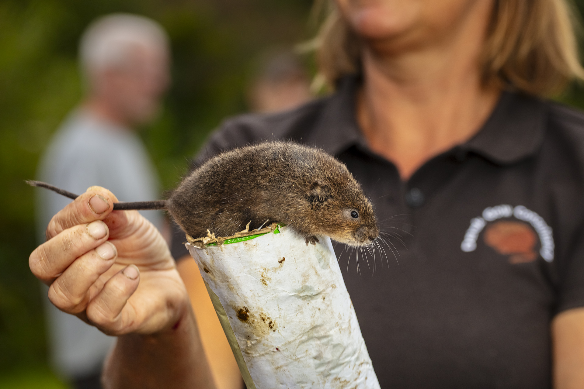 Water vole reintroduction by ERN member Kernow Conservation in Cornwall, England funded by EWCF.