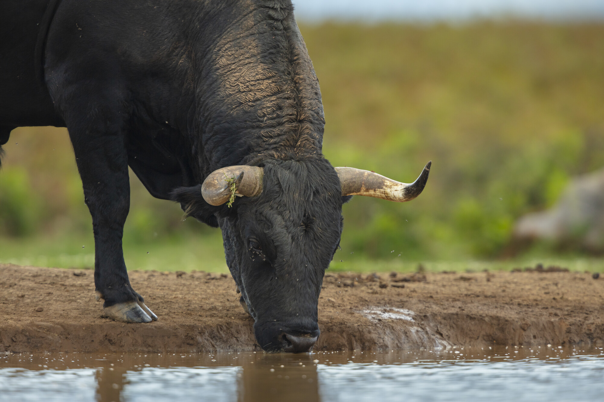 Tauros bull drinking at a pond on Lika Plains in the Velebit Mountains rewilding landscape.