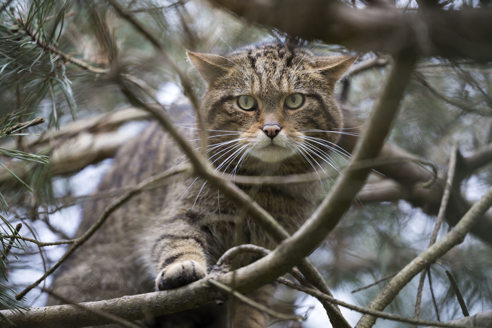 The European Wildlife Comeback Fund is supporting the release of Scottish wildcats in Scotland's Cairngorms National Park.