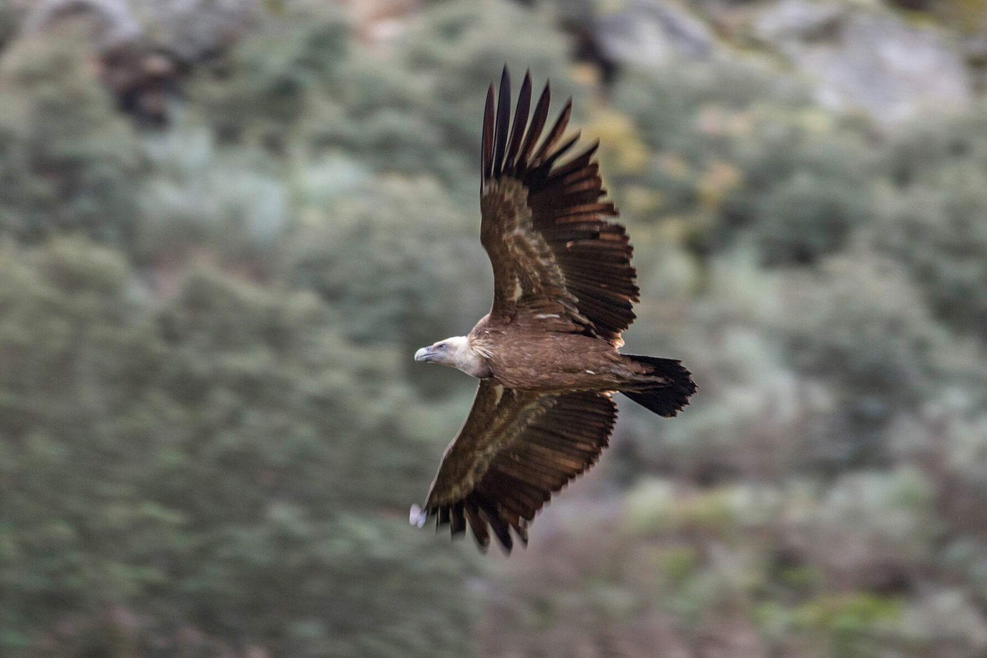 A griffon vulture in flight in the Greater Coa Valley, Portugal.