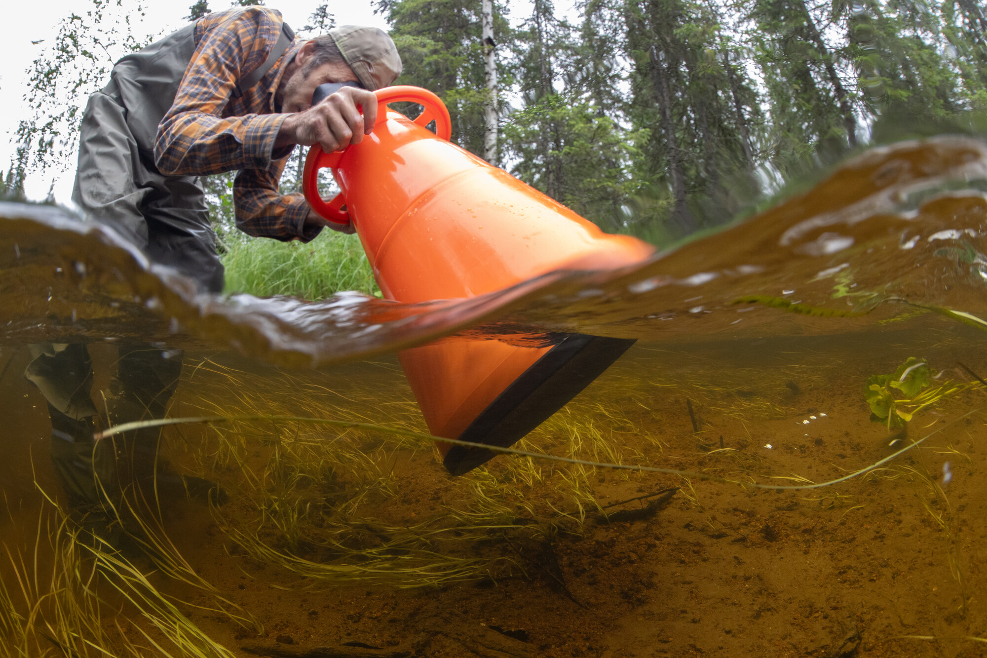 Isak Edström and Petter Esberg collecting freshwater pearl mussels Margaritifera margaritifera before restoration work starts