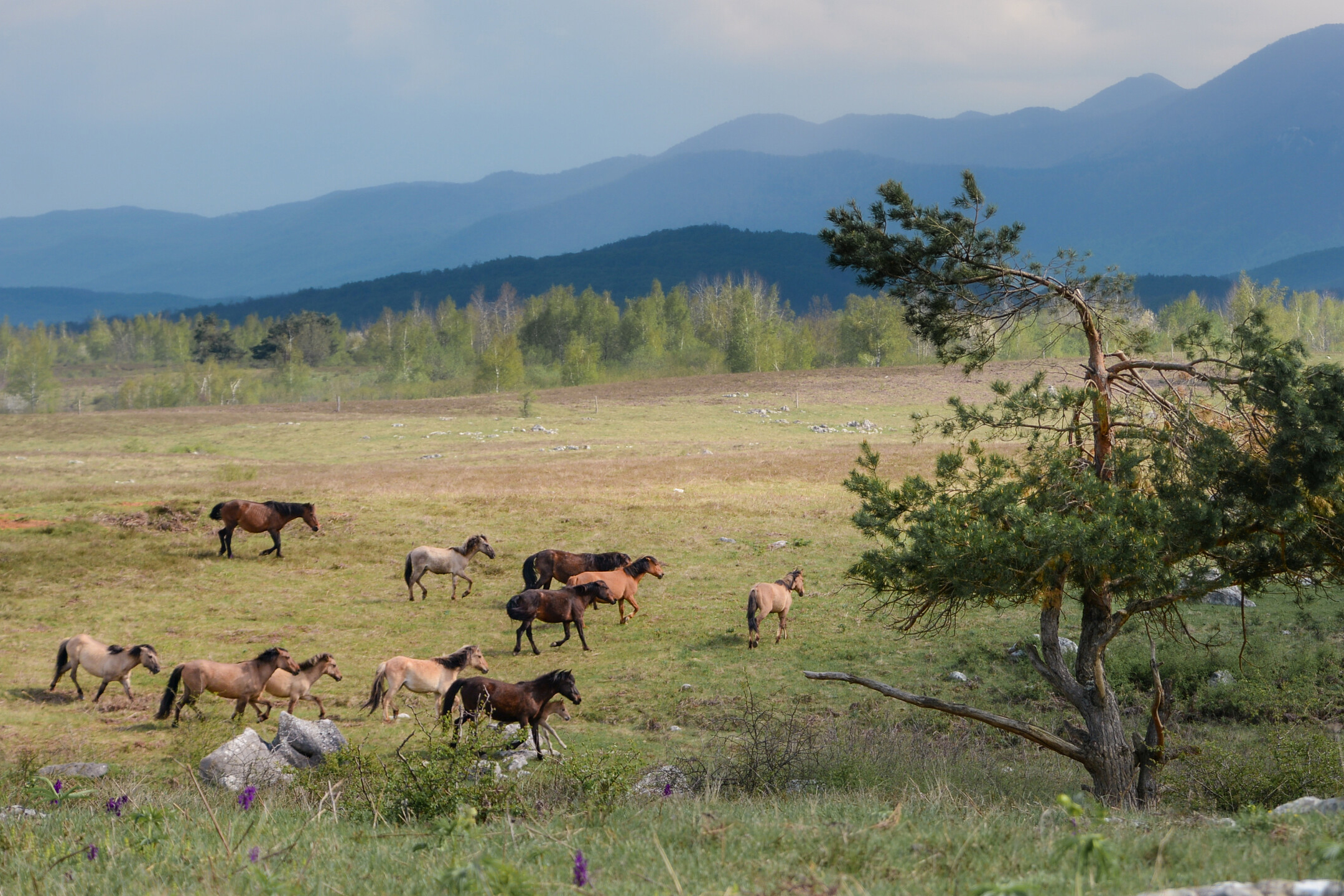 Herd of horses in Lika Plains, Velebit Mountains