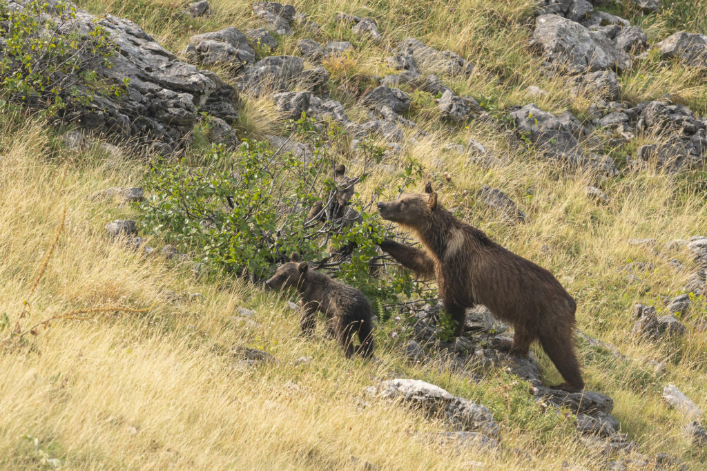 Marsican brown bear with cubs. Central Apennines, Italy.