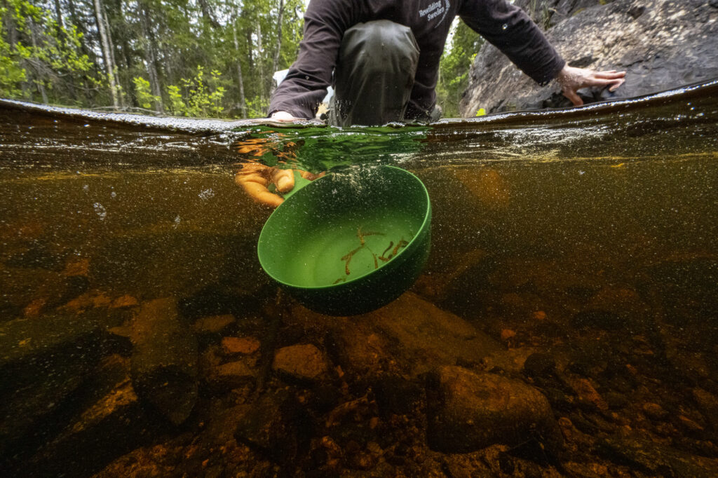 Brown trout fry are released into the Rickleån river as part of a European Wildlife Comeback Fund supported reintroduction.