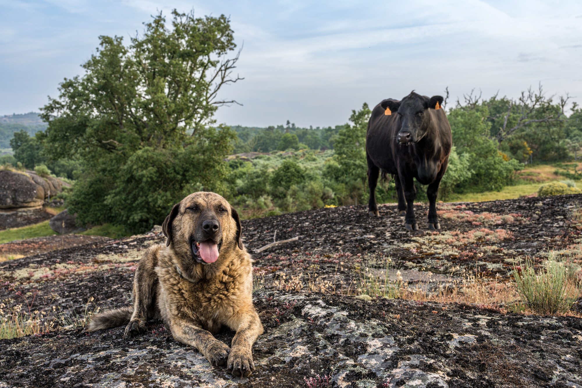 Livestock guarding dogs and cows in the Greater Côa Valley.