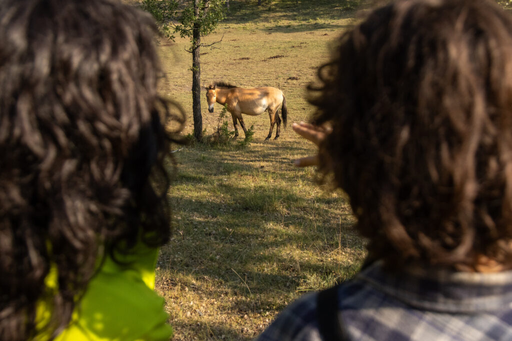Soraya Espinosa, owner of nature tourism business, El Observario, with a guest looking at a przewalski's horse. Iberian Highlands, Spain.