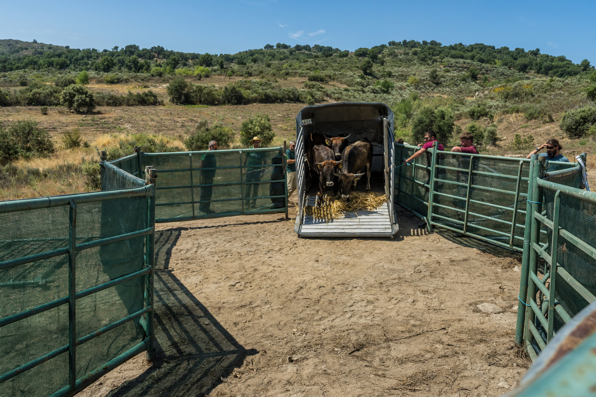 Tauros release in the Greater Côa Valley 2025