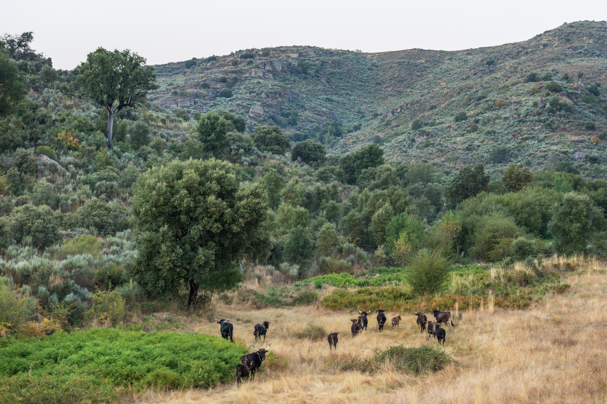 Tauros release in the Greater Côa Valley 2025