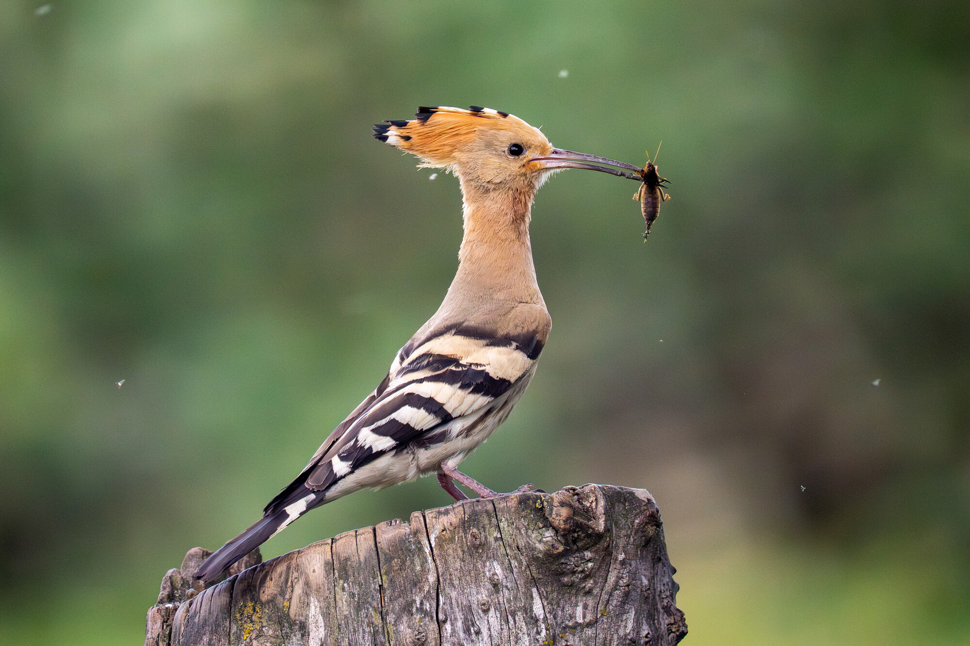 A hoopoe landing on a tree stump with prey. Ultima Frontiera, Romania.