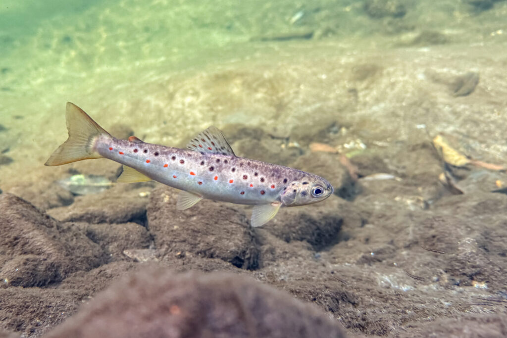 A brown trout in a river in the Southern Carpathians, Romania.