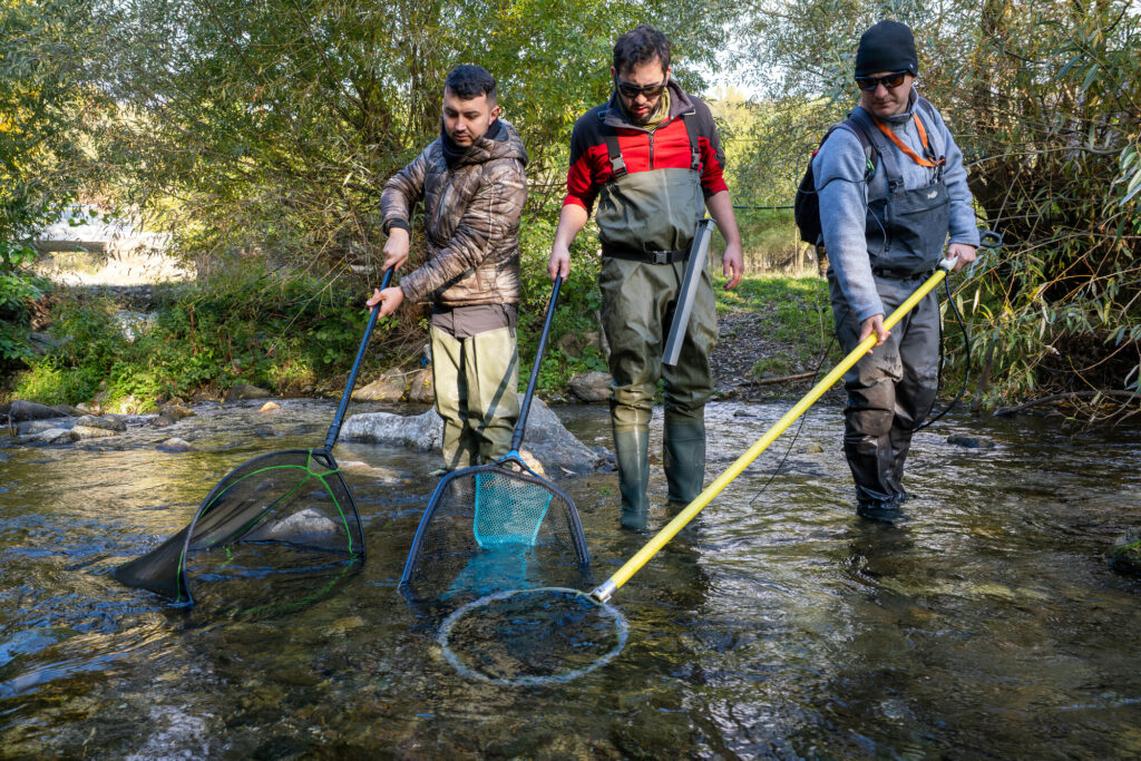 Electrofishing as part of monitoring in a river in the Southern Carpathians, Romania.