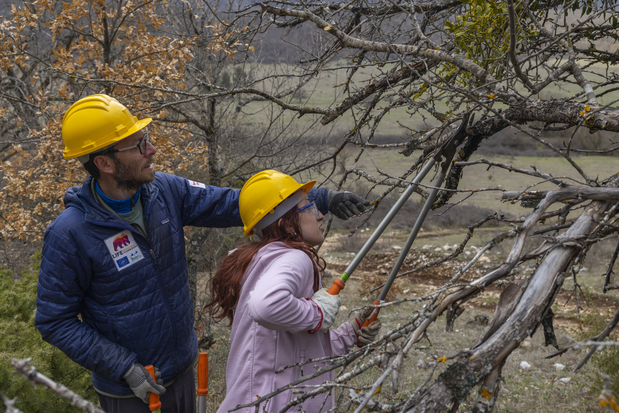Rewilding Apennines field manager Fabrizio Cordischi and  volounteers pruining abandoned fruit tree to provide additional food resources for Marsican brown bears. Central Apennines, Italy. 2026