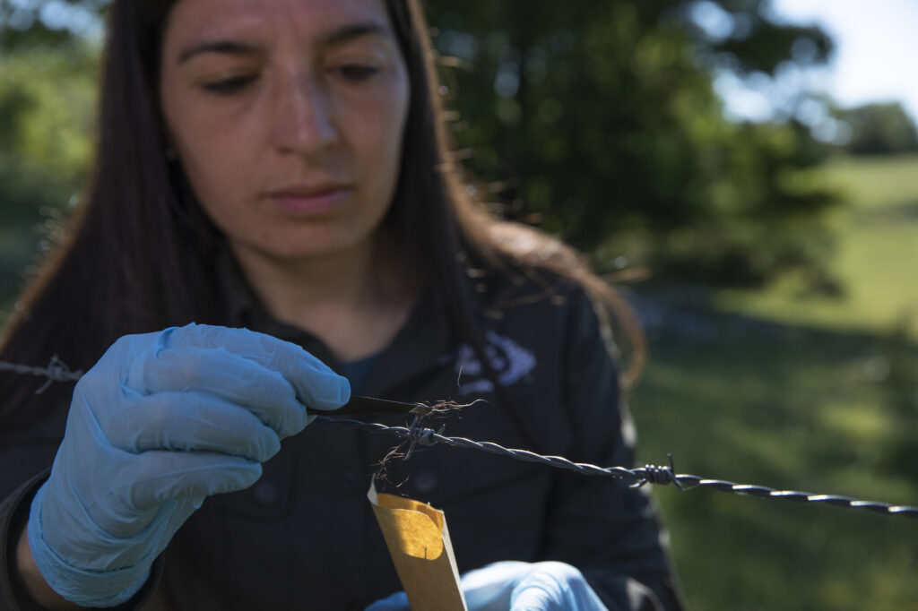 Rewilding Apennines Communications Officer, Angela Tavone collecting Marsican brown bear (Ursus arctos marsicanus) hairs stuck in barbed wire. Central Apennines, Italy. 2020